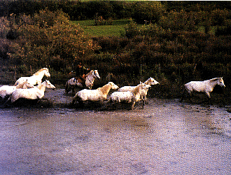 cheval